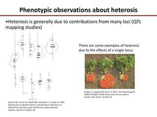 Phenotypic observations about heterosis
Stuber CW, Lincoln SE, Wolff DW, Helentjaris T, Lander ES. 1992.
Identification of genetic factors contributing to heterosis in a
hybrid from two elite maize inbred lines using molecular
markers. Genetics 132:823--39
There are some examples of heterosis
due to the effects of a single locus
•Heterosis is generally due to contributions from many loci (QTL
mapping studies)
Krieger U, Lippman ZB, Zamir D. 2010. The flowering gene
SINGLE FLOWER TRUSS drives heterosis for yield in
tomato. Nat. Genet. 42:459--63
 