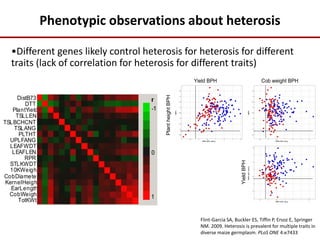 Phenotypic observations about heterosis
•Different genes likely control heterosis for heterosis for different
traits (lack of correlation for heterosis for different traits)
PlantheightBPH
YieldBPH
Yield BPH Cob weight BPH
115 diverse inbreds
each crossed to
B73 and Mo17
DistB73
DTT
PlantYield
TSLLEN
TSLBCHCNT
TSLANG
PLTHT
UPLFANG
LEAFWDT
LEAFLEN
RPR
STLKWDT
10KWeight
CobDiameter
KernelHeight
EarLength
CobWeight
TotKWt
Flint-Garcia SA, Buckler ES, Tiffin P, Ersoz E, Springer
NM. 2009. Heterosis is prevalent for multiple traits in
diverse maize germplasm. PLoS ONE 4:e7433
 