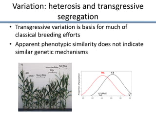 Variation: heterosis and transgressive
segregation
• Transgressive variation is basis for much of
classical breeding efforts
• Apparent phenotypic similarity does not indicate
similar genetic mechanisms
F1
B73
Mo17 Short RILs
Intermediate
RILs
Tall RILs
RIL
B73 Mo17 F1
F2
Proportionofpopulation
 