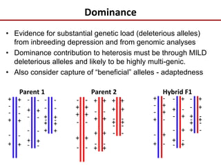Dominance
• Evidence for substantial genetic load (deleterious alleles)
from inbreeding depression and from genomic analyses
• Dominance contribution to heterosis must be through MILD
deleterious alleles and likely to be highly multi-genic.
• Also consider capture of “beneficial” alleles - adaptedness
Parent 1 Parent 2 Hybrid F1
 