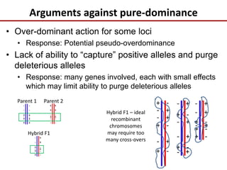 Arguments against pure-dominance
Parent 1 Parent 2
+
+
+
-
-
+
+
+
-
-
- -
-
-
-
+
+
+ -
-
-
+
+
+
Hybrid F1 – ideal
recombinant
chromosomes
may require too
many cross-overs
• Over-dominant action for some loci
• Response: Potential pseudo-overdominance
• Lack of ability to “capture” positive alleles and purge
deleterious alleles
• Response: many genes involved, each with small effects
which may limit ability to purge deleterious alleles
Hybrid F1
+
+
+
-
-
- -
-
-
+
+
+
 