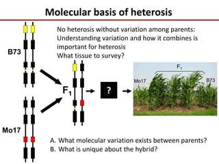 Molecular basis of heterosis
Mo17
B73
F1 ?
F1
Mo17 B73
A. What molecular variation exists between parents?
B. What is unique about the hybrid?
No heterosis without variation among parents:
Understanding variation and how it combines is
important for heterosis
What tissue to survey?
 