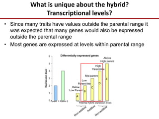 What is unique about the hybrid?
Transcriptional levels?
0
1
2
3
4
5
6
Expressionlevel
Parent 1 Parent 2
Potential hybrid expression levels
A
B
C
D
E
Mid-parent
High
Parent-like
Above
High parent
Below
Low Parent
Low
Parent-like
Differentially expressed genes
• Since many traits have values outside the parental range it
was expected that many genes would also be expressed
outside the parental range
• Most genes are expressed at levels within parental range
 
