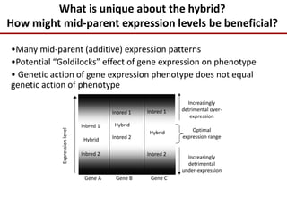 What is unique about the hybrid?
How might mid-parent expression levels be beneficial?
•Many mid-parent (additive) expression patterns
•Potential “Goldilocks” effect of gene expression on phenotype
• Genetic action of gene expression phenotype does not equal
genetic action of phenotype
Expressionlevel
Gene A Gene B Gene C
Optimal
expression range
Increasingly
detrimental over-
expression
Increasingly
detrimental
under-expression
Hybrid
Inbred 2
Inbred 1 Hybrid
Inbred 2
Inbred 1
Hybrid
Inbred 2
Inbred 1
 