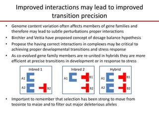 Improved interactions may lead to improved
transition precision
• Genome content variation often affects members of gene families and
therefore may lead to subtle perturbations proper interactions
• Birchler and Veitia have proposed concept of dosage balance hypothesis
• Propose the having correct interactions in complexes may be critical to
achieving proper developmental transitions and stress response
• As co-evolved gene family members are re-united in hybrids they are more
efficient at precise transitions in development or in response to stress
• Important to remember that selection has been strong to move from
teosinte to maize and to filter out major deleterious alleles
A1
A2
B1
B2
A1 B1
B2
A1
A2 B2
Inbred 1 Inbred 2 Hybrid
 