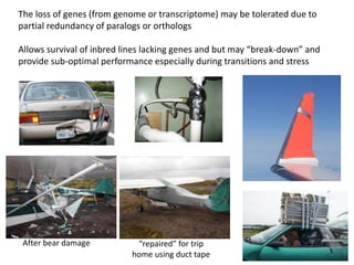 The loss of genes (from genome or transcriptome) may be tolerated due to
partial redundancy of paralogs or orthologs
Allows survival of inbred lines lacking genes and but may “break-down” and
provide sub-optimal performance especially during transitions and stress
After bear damage “repaired” for trip
home using duct tape
 