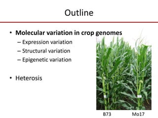 Outline
• Molecular variation in crop genomes
– Expression variation
– Structural variation
– Epigenetic variation
• Heterosis
B73 Mo17
 