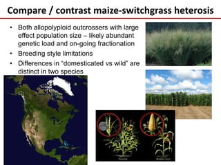 Compare / contrast maize-switchgrass heterosis
• Both allopolyploid outcrossers with large
effect population size – likely abundant
genetic load and on-going fractionation
• Breeding style limitations
• Differences in “domesticated vs wild” are
distinct in two species
 