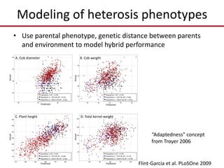 Modeling of heterosis phenotypes
• Use parental phenotype, genetic distance between parents
and environment to model hybrid performance
Scatter Plot
PLTHT_Est
Scatter Plot
TotKWt_Est
Scatter Plot
CobDia_Est
Scatter Plot
CobWt_Est
A. Cob diameter B. Cob weight
C. Plant height D. Total kernel weight
Predicted
Actual
Predicted
Actual
Predicted
Actual
Predicted
Actual
Population 1 (R2 = 0.70)
Population 2 – B73 OC (R2 = 0.73)
Population 2 – Mo17 OC (R2 = 0.70)
Population 1 (R2 = 0.91)
Population 2 – B73 OC (R2 = 0.69)
Population 2 – Mo17 OC (R2 = 0.56)
Population 1 (R2 = 0.76)
Population 2 – B73 OC (R2 = 0.53)
Population 2 – Mo17 OC (R2 = 0.54)
Population 1 (R2 = 0.74)
Population 2 – B73 OC (R2 = 0.65)
Population 2 – Mo17 OC (R2 = 0.55)
“Adaptedness” concept
from Troyer 2006
Flint-Garcia et al. PLoSOne 2009
 