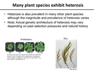 Many plant species exhibit heterosis
• Heterosis is also prevalent in many other plant species
although the magnitude and prevalence of heterosis varies
• Note: Actual genetic architecture of heterosis may vary
depending on past selection pressures and natural history
Groszmann M, Greaves IK, Albertyn ZI, Scofield GN, Peacock WJ,
Dennis ES. 2011. Changes in 24-nt siRNA levels in Arabidopsis
hybrids suggest an epigenetic contribution to hybrid vigor. Proc.
Natl. Acad. Sci. USA 108:2617--22
RiceArabidopsis
Qifa Zhang
 