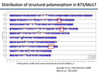 Distribution of structural polymorphism in B73/Mo17
Springer et al., PLoS Genetics 2009
Belo et al., TAG 2010
 