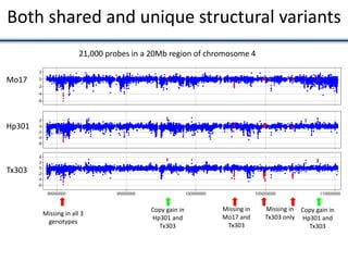 Both shared and unique structural variants
Mo17
Hp301
Tx303
21,000 probes in a 20Mb region of chromosome 4
Missing in all 3
genotypes
Missing in
Mo17 and
Tx303
Missing in
Tx303 only
Copy gain in
Hp301 and
Tx303
Copy gain in
Hp301 and
Tx303
 