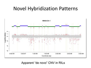 Novel Hybridization Patterns
Apparent “de novo” CNV in RILs
 