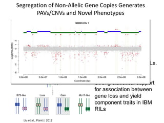 Segregation of Non-Allelic Gene Copies Generates
PAVs/CNVs and Novel Phenotypes
Changes in gene
complement among RILs.
Strong statistical support
for association between
gene loss and yield
component traits in IBM
RILs
Liu et al., Plant J. 2012
 