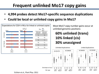 Frequent unlinked Mo17 copy gains
• 4,994 probes detect Mo17-specific sequence duplications
• Could be local or unlinked copy gains in Mo17
60% unlinked (trans)
10% linked (cis)
30% unassigned
Most Mo17 copy number gains occur at
unlinked genomic positions
NIL type
Genotype at locus
Unlinked duplications Linked duplications
Scatter Plot
class
Scatter Plot
class
Scatter Plot
class
Scatter Plot
class
B73 Mo17
B M B M
AC186656 AC194260
B73 Mo17
B M B M
B73 Mo17
B M B M
B73 Mo17
B M B M
AC191373 AC198648
Eichten et al., Plant Phys. 2011
 