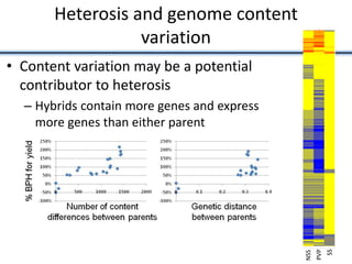 Heterosis and genome content
variation
• Content variation may be a potential
contributor to heterosis
– Hybrids contain more genes and express
more genes than either parent
NSS
PVP
SS
 