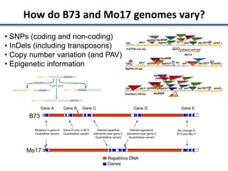 How do B73 and Mo17 genomes vary?
• SNPs (coding and non-coding)
• InDels (including transposons)
• Copy number variation (and PAV)
• Epigenetic information
 