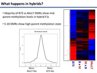 B73
Mo17
BxM
MxB
What happens in hybrids?
• Majority of B73 vs Mo17 DMRs show mid-
parent methylation levels in hybrid F1s
• 5-10 DMRs show high-parent methylation state
More
Mo17 like
More
B73 like
 