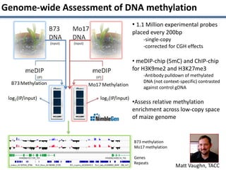 Genome-wide Assessment of DNA methylation
• 1.1 Million experimental probes
placed every 200bp
-single-copy
-corrected for CGH effects
• meDIP-chip (5mC) and ChIP-chip
for H3K9me2 and H3K27me3
-Antibody pulldown of methylated
DNA (not context-specific) contrasted
against control gDNA
•Assess relative methylation
enrichment across low-copy space
of maize genome
Analysis B73 methylation
Mo17 methylation
Genes
Repeats
Matt Vaughn, TACC
 