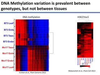 DNA Methylation variation is prevalent between
genotypes, but not between tissues
DNA methylation
Eichten et al., Plant Genome 2012
H3K27me3
Makarevitch et al., Plant Cell 2013
 