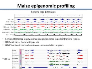 Maize epigenomic profiling
Genome wide distribution
• 5mC and H3K9me2 largely overlapping and enriched in pericentromeric regions.
• H3K9me2 rarely found within genes
• H3K27me3 enriched in chromosomes arms and often in genes.
~100 kb
 