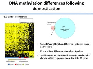 DNA methylation differences following
domestication
Maize Landrace Teosinte
Hypomethylation Hypermethylation
172 Maize – teosinte DMRs
3720
Rare & Common
DMRs
149
Teosinte-specific
DMRs
23
• Some DNA methylation differences between maize
and teosinte
• Few are fixed differences in maize / teosinte
• Small number of maize-teosinte DMRs overlap with
domestication regions or maize-teosinte DE genes
 