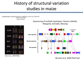 History of structural variation
studies in maize
Kato et al., 2004 PNAS
Brunner et al. 2005 Plant Cell
Sequencing of multiple haplotypes: Dooner, Rafalski,
Morgante, Schnable, Messing
 