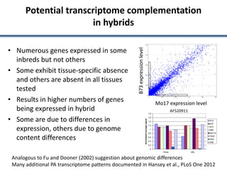 Potential transcriptome complementation
in hybrids
• Numerous genes expressed in some
inbreds but not others
• Some exhibit tissue-specific absence
and others are absent in all tissues
tested
• Results in higher numbers of genes
being expressed in hybrid
• Some are due to differences in
expression, others due to genome
content differences B73expressionlevel
Mo17 expression level
0
0.2
0.4
0.6
0.8
1
1.2
1.4
1.6
1.8
70mer Affy
Normalizedaveragesignal
B14
B37
B73
B84
Mo17a
Oh43
W22
Wf9
AF520911
Analogous to Fu and Dooner (2002) suggestion about genomic differences
Many additional PA transcriptome patterns documented in Hansey et al., PLoS One 2012
 
