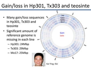 Gain/loss in Hp301, Tx303 and teosinte
Mo17
Hp301
Tx303
Teo
• Many gain/loss sequences
in Hp301, Tx303 and
teosinte
• Significant amount of
reference genome is
missing in each line
– Hp301: 24Mbp
– Tx303: 29Mbp
– Mo17: 25Mbp
Gain
Loss
Kai Ying; ISU
 