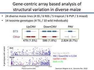 Gene-centric array based analysis of
structural variation in diverse maize
• 24 diverse maize lines (4 SS / 6 NSS / 5 tropical / 6 PVP / 3 mixed)
• 14 teosinte genotypes (4 TIL / 10 wild individuals)
Swanson-Wagner et al., Genome Res. 2010
Not Sig n=28,675
PAV / DownCNV n=3,334
UpCNV n=402
Both n=76
Physical position (Mb)
#genotypeswithvariant
Chr9
Chr10
 