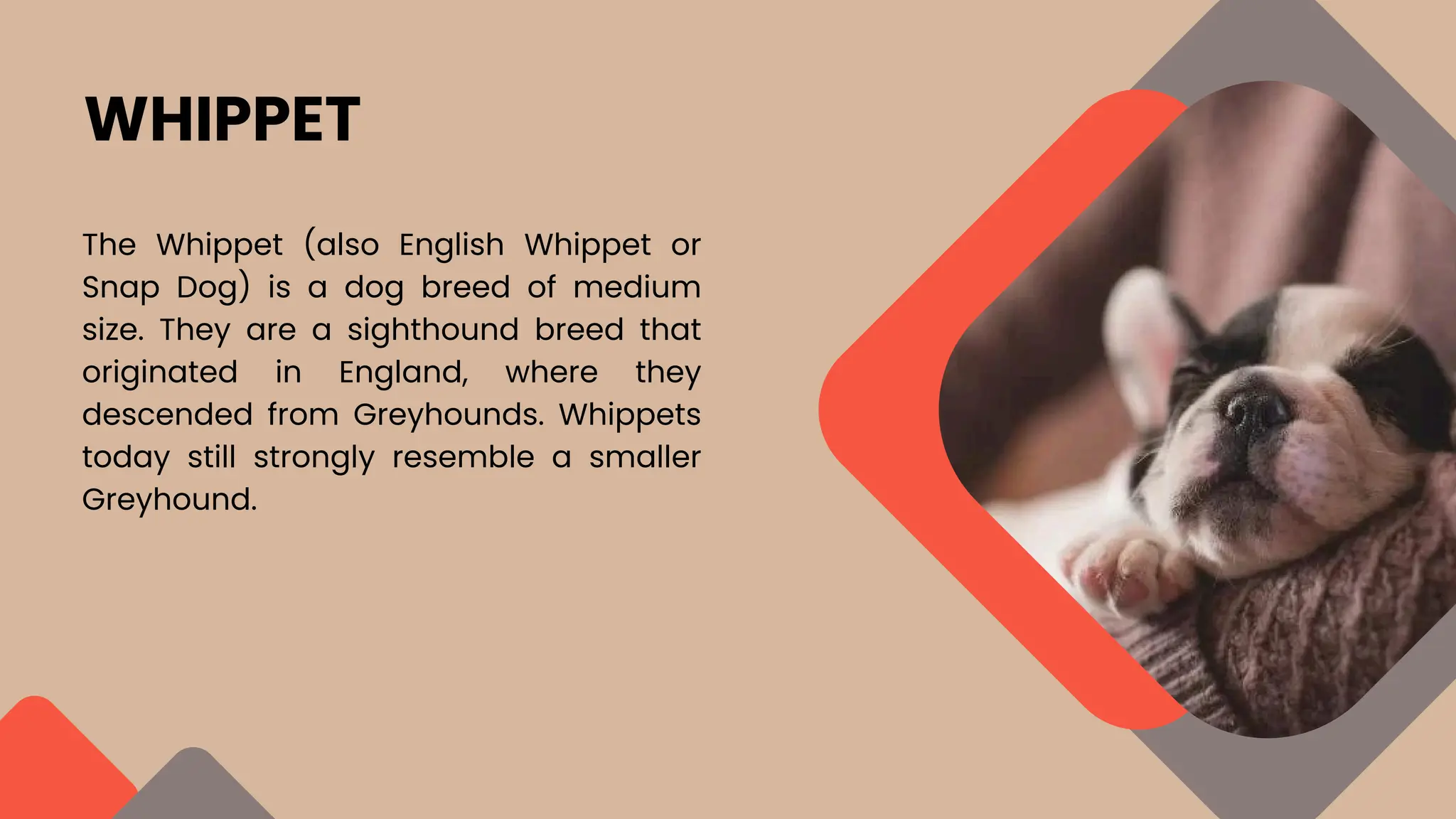 Springer Spaniel Puppies For Sale Warrington PPT