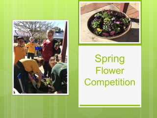 Spring
Flower
Competition
 