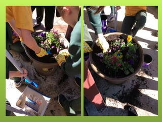 Spring Flower Competition