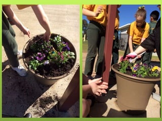 Spring Flower Competition