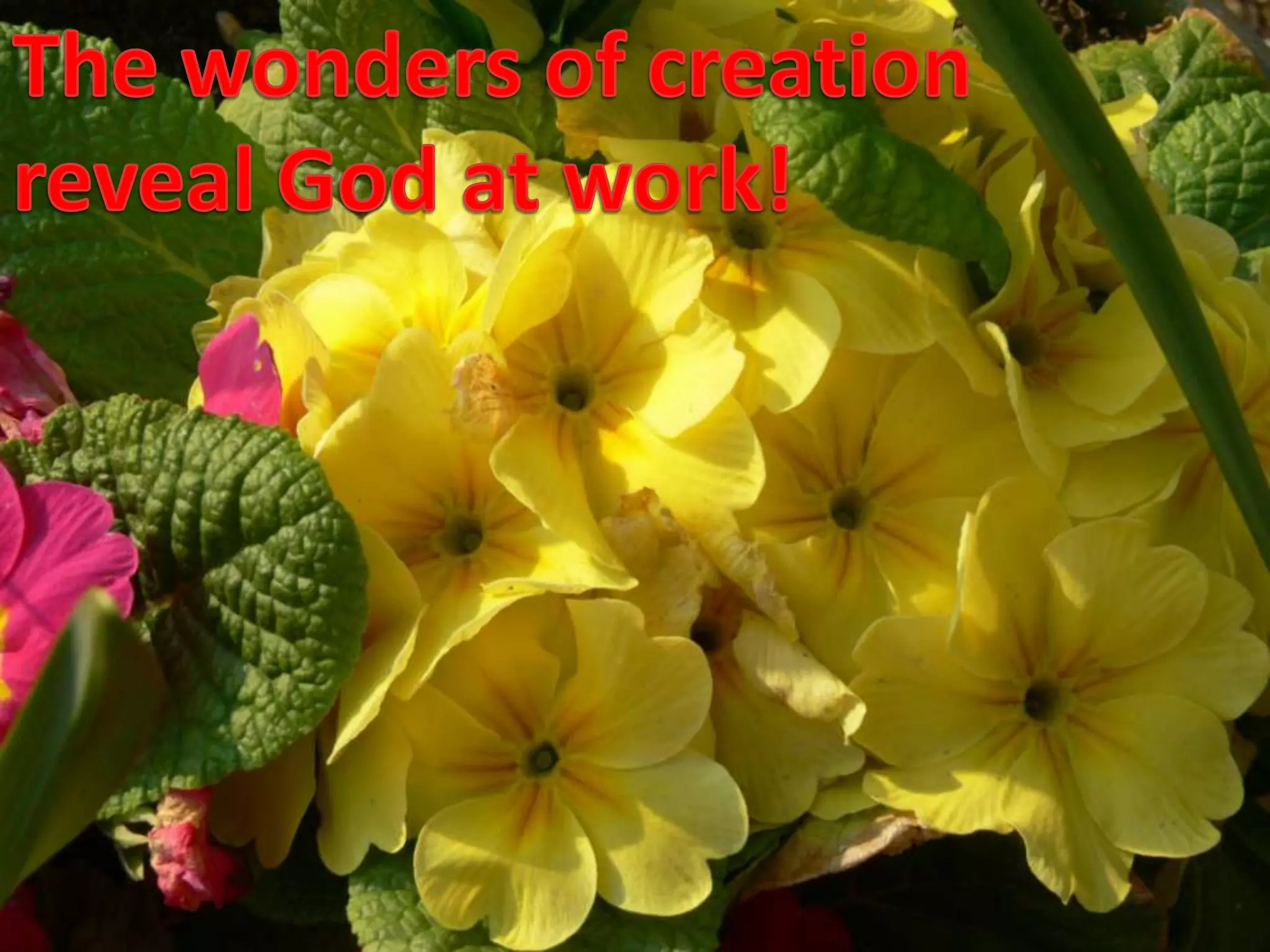The wonders of creationreveal God at work!