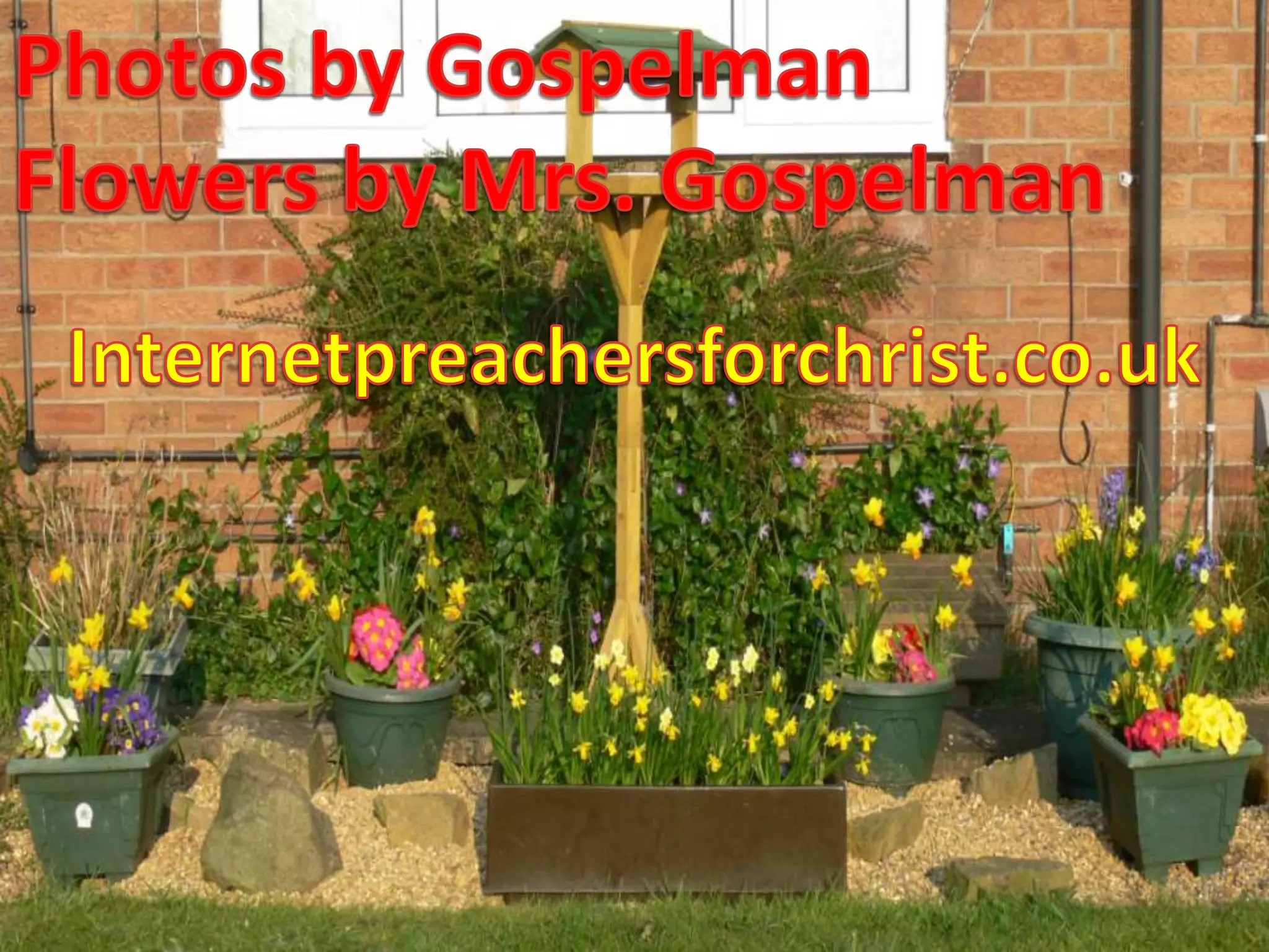 Photos by GospelmanFlowers by Mrs. GospelmanInternetpreachersforchrist.co.uk