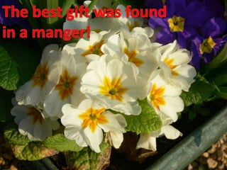 The best gift was found in a manger!