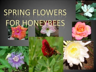 Springflowers for honeybees rev 2020