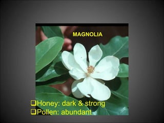 MAGNOLIA
Honey: dark & strong
Pollen: abundant
 