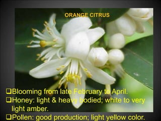 ORANGE CITRUS
Blooming from late February to April.
Honey: light & heavy bodied; white to very
light amber.
Pollen: good production; light yellow color.
 