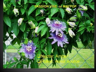 PASSION VINE or MAYPOP
Nectar: Amber
Pollen: minor source
 