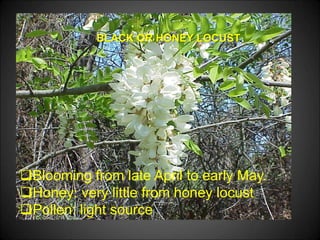 BLACK OR HONEY LOCUST
Blooming from late April to early May.
Honey: very little from honey locust
Pollen: light source
 