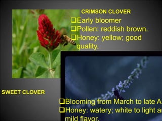 CRIMSON CLOVER
SWEET CLOVER
Blooming from March to late Ap
Honey: watery; white to light am
Early bloomer
Pollen: reddish brown.
Honey: yellow; good
quality.
 