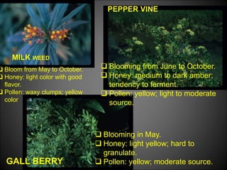 MILK WEED
PEPPER VINE
GALL BERRY
 Blooming from June to October.
 Honey: medium to dark amber;
tendency to ferment.
 Pollen: yellow; light to moderate
source.
 Blooming in May.
 Honey: light yellow; hard to
granulate.
 Pollen: yellow; moderate source.
 Bloom from May to October.
 Honey: light color with good
flavor.
 Pollen: waxy clumps; yellow
color
 