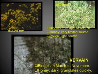 YELLOW TOP
VERVAIN
RED ROOT
Blooms in March to November.
Honey: dark; granulates quickly.
Blooms from April to August.
Honey: very limited source
Pollen: light source.
 