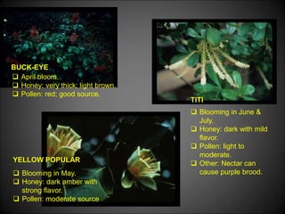 BUCK-EYE
YELLOW POPULAR
TITI
 April bloom.
 Honey: very thick; light brown.
 Pollen: red; good source.
 Blooming in June &
July.
 Honey: dark with mild
flavor.
 Pollen: light to
moderate.
 Other: Nectar can
cause purple brood. Blooming in May.
 Honey: dark amber with
strong flavor.
 Pollen: moderate source
 