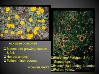 TICK SEED COREOPSIS
INDIAN BLANKET
Bloom: late growing season
& fall.
Honey: amber.
Pollen: minor source.
Blooming in August &
September.
Honey: light amber to amber.
Pollen: yellow.
 