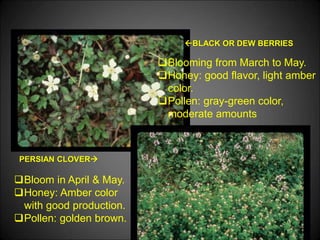 BLACK OR DEW BERRIES
PERSIAN CLOVER
Blooming from March to May.
Honey: good flavor, light amber
color.
Pollen: gray-green color,
moderate amounts
Bloom in April & May.
Honey: Amber color
with good production.
Pollen: golden brown.
 