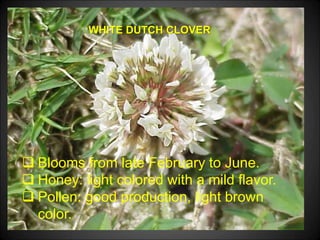 WHITE DUTCH CLOVER
 Blooms from late February to June.
 Honey: light colored with a mild flavor.
 Pollen: good production, light brown
color.
 