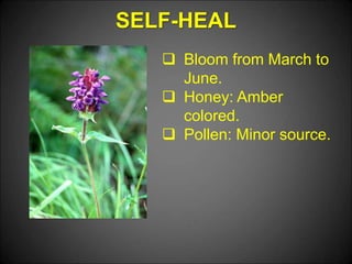 SELF-HEAL
 Bloom from March to
June.
 Honey: Amber
colored.
 Pollen: Minor source.
 
